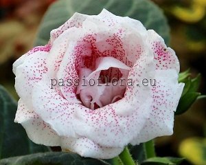 Gloxinia Seeds PF-NAOMI x other hybrids
