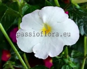 Achimenes Seeds ARIES x other hybrids