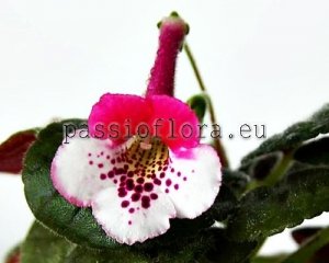 Mini Sinningia Seeds SRG'S WHITE ROUGE x other hybrids