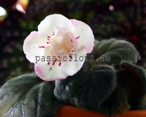 Mini Sinningia  BAL-MASYA