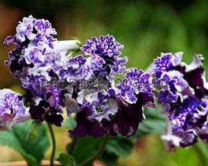 Streptocarpus Seeds DS-1567 x other hybrids