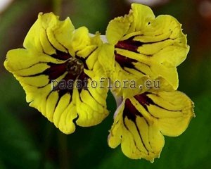Streptocarpus Seeds  RD-PEPSON x other hybrids