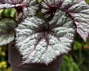 Begonia Rex Seeds No. 5 x other hybrids