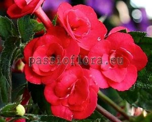 Achimenes Seeds RIO RITA x other hybrids 