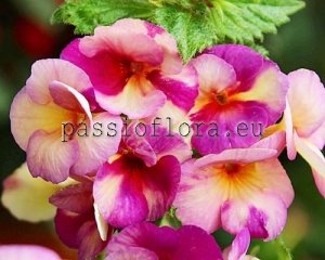 Achimenes Seeds BLUEBERRY LEMON x other hybrids