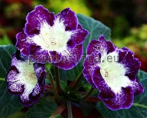 Gloxinia Seeds PF-PACIFIC PEARL x other hybrids 