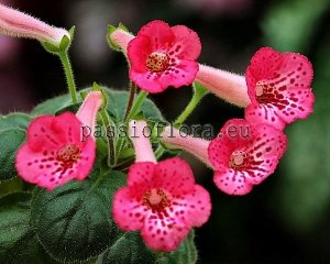 Mini Sinningia Seeds SIMSIM LADYBUG x other hybrids