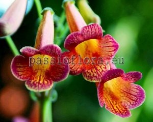 Smithiantha Seeds PF-GLAMOUR x other hybrids