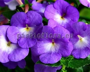 Achimenes Seeds BLUE PLANET x other hybrids