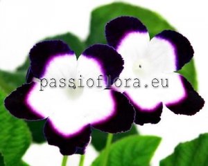 Streptocarpus Seeds DS-SOPHIE RULETOVNA x other hybrids