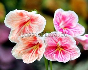 Streptocarpus Seeds DEM-FOUNTAIN OF DESIRES x other hybrids