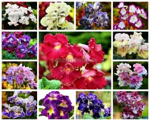 Streptocarpus Seeds MIX 2 OF DIFFERENT HYBRIDS 