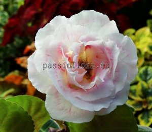 Gloxinia Seeds PF-ANGEL x other hybrids