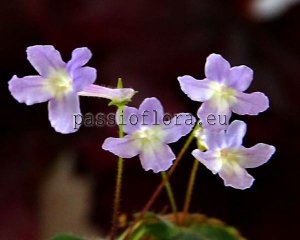 Micro Mini Sinningia Seeds pusilla x self