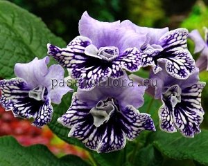 Streptocarpus Seeds RD-SŁODZIAK x other hybrids