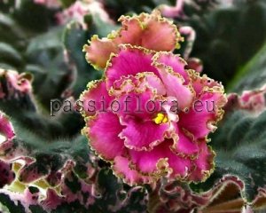 African Violet Seeds LF-CORAL DREAM x other hybrids