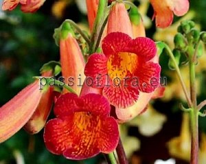 Smithiantha Seeds PF-DAWN x other hybrids