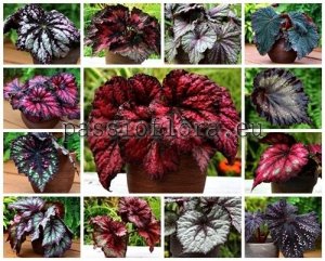 Begonia Rex  Seeds MIX OF DIFFERENT HYBRIDS