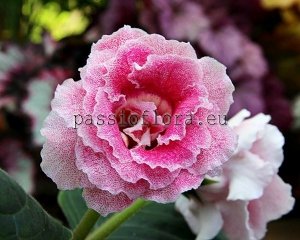 Gloxinia Seeds PF-DYNASTY x other hybrids