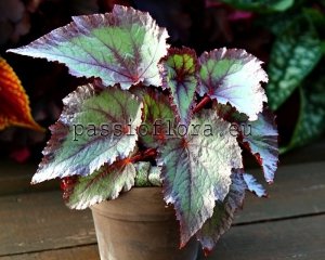 Begonia DS-GLAMOROUS