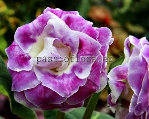 Gloxinia Tuber Passioflora Seedling No 1