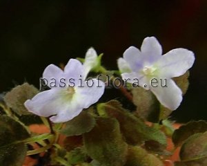Micro Mini Sinningia pusilla IMBE