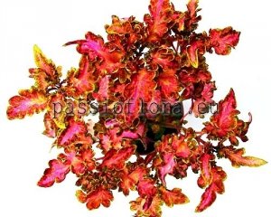 Coleus Seeds PF-EASTERN MOON x other hybrids 