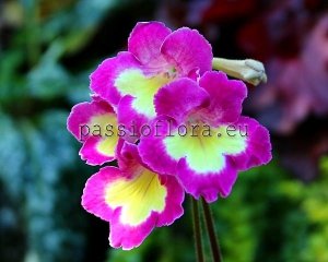 Streptocarpus Seeds DS-GOLDEN KEY x other hybrids