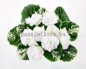 African Violet Seeds LE-WHITE CAMELLIA x other hybrids