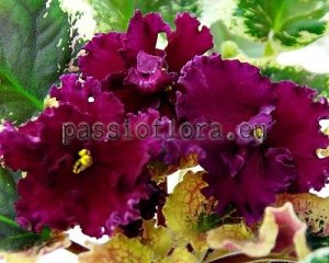 African Violet Seeds VAT-FLAME OF PASSION x other hybrids