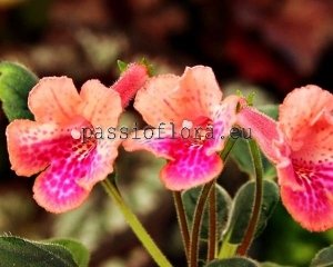 Mini Sinningia Seeds SRG'S PEACH ERUPTION x other hybrids