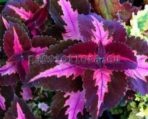 Coleus Seeds PF-PURPLE PEARL x other hybrids