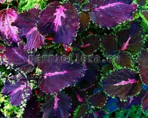 Coleus Seeds PF-NIGHT WHISPERS x other hybrids