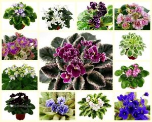 African Violet Mini Seeds MIX OF DIFFERENT MINI HYBRIDS 