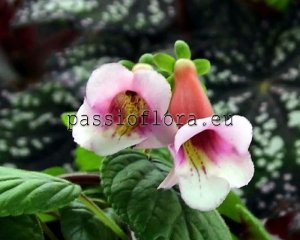 Sinningia  MALU'S DEBORAH B. WALKER