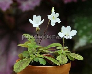 Micro Mini Sinningia WHITE SPRITE