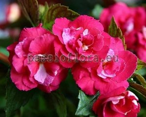 Achimenes AURIKA ASHCROFT 