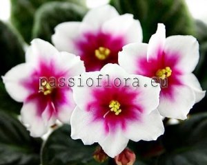 African Violet Seeds DN-ALIZARIN x other hybrids