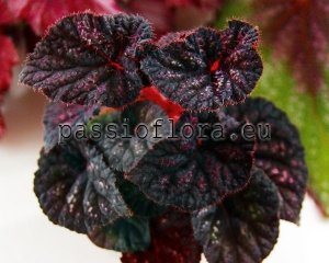 Begonia DS-BABY FLOWER