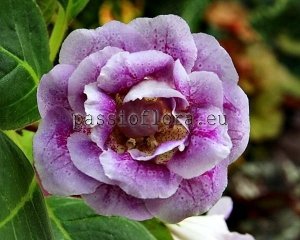 Gloxinia PF-TENDERNESS 