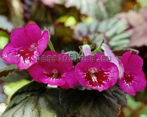 Mini Sinningia Seeds SRG'S PYOU x other hybrids