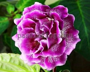 Gloxinia Seeds GLOXINIA 10 x other hybrids
