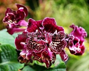 Streptocarpus Seeds UA-ZYROK'S LULLABY x other hybrids