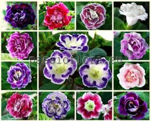 Gloxinia Seeds MIX OF DIFFERENT HYBRIDS 