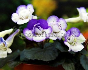Mini Sinningia SRG'S CAPRI 