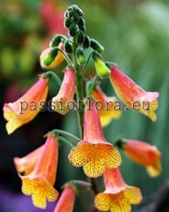 Smithiantha Seeds RF'S MIHAIL MANYAKOV x other hybrids