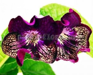 Streptocarpus Seeds VAT-SALAMANDER x other hybrids