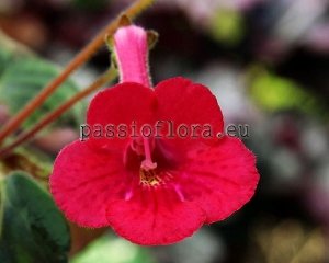 Mini Sinningia Seeds MOUNT VERNON x other hybrids