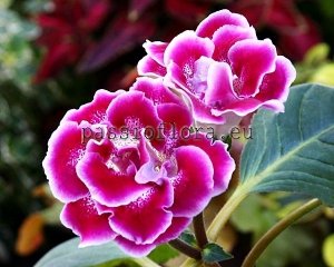 Gloxinia Seeds PF-JANE EYRE x other hybrids
