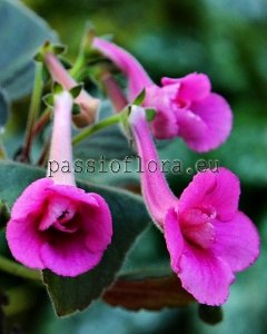 Mini Sinningia SRG'S WILD CHERRY 
